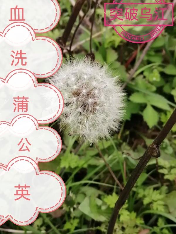 血洗红花亭电影介绍